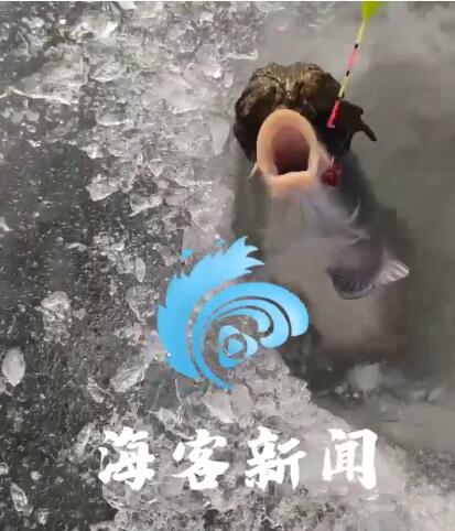 辽宁夫君和共陪在冰里钓到大鲤鱼 拉出水面后马上懵了！