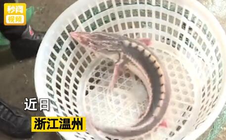 浙江渔民逮到一条鱼,得悉实在身份整晚没睡直呼太惧怕