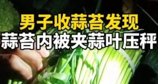 4月14日，河南一夫君收庄家蒜苔时，创造一把蒜苔里犹如搀和着物品，他掏出一瞅竟是二把蒜叶，随