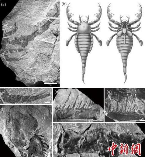 中国现混翅鲎化石