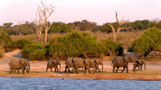 博茨瓦纳利害洲的一个要害的大象大本营。| 图片根源：hbieser / Pixabay