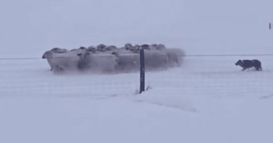 暴雪天羊群走丢牧羊犬冲进风波 随即风雪中一幕把一切人震住（图）