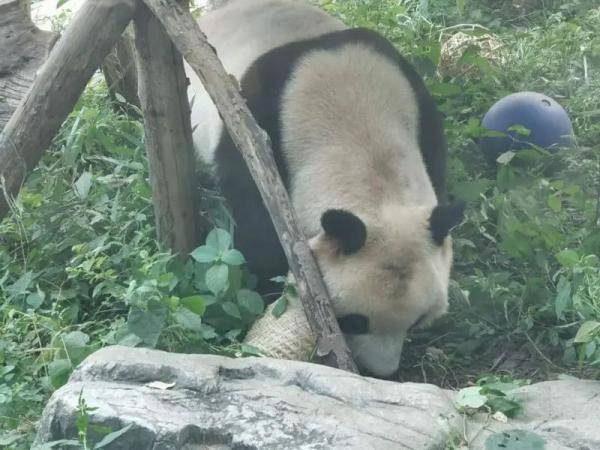 北京动物园熊猫光头（图）