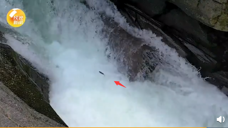 景区演出实际版鱼跃龙门 试图胜过瀑布到上游去
