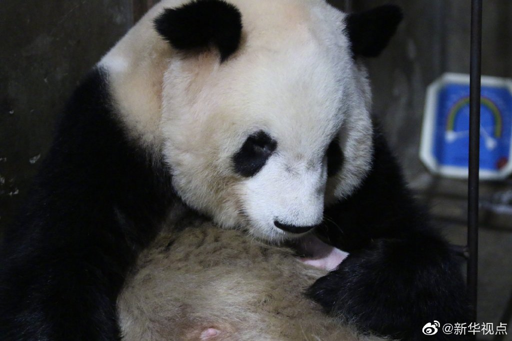 秦岭大熊猫四世共堂 2020年首只秦岭大熊猫宝宝出生了