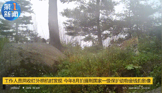 陕西天然维护区40年来初次创造珍稀款项豹 常睹印象被拍下（图）
