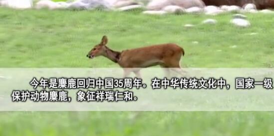 麋鹿返回中国35周年,麋鹿中国当前有几只