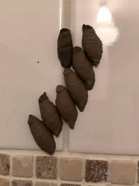 不日，一女子创造澡堂墙上长出7颗红薯，网友一瞅照片被吓得狂劝她搬场。