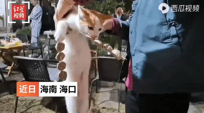 流落猫偷吃宾客烤串：嘴里叼“手”里拿，被抓现场曝光路人笑翻！
