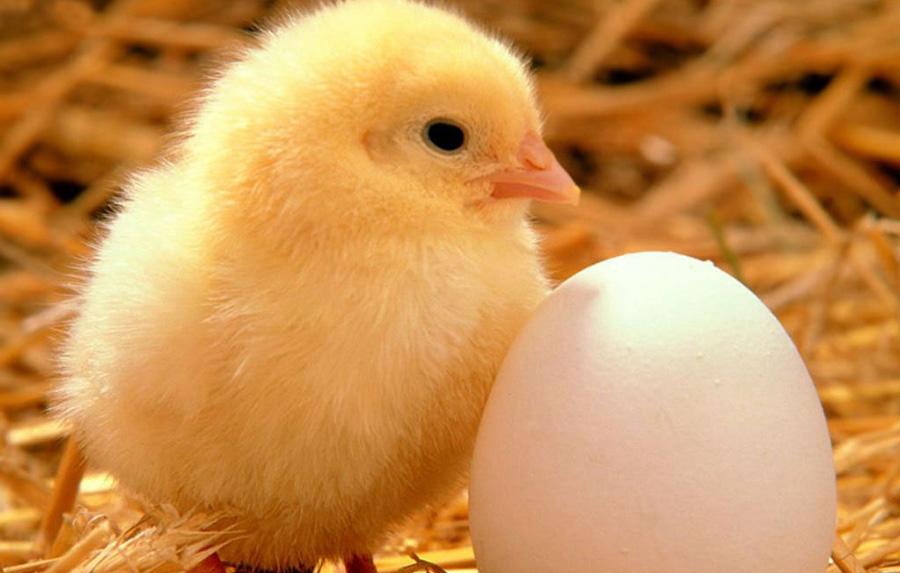陈旧的话题，先有鸡仍旧先有蛋?