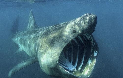 “海中狼”白鲨会病患癌症吗?科学家答复:没有仅如许