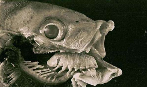 鱼头惊现外星寄生虫，残酷并吞代替宿主舌头