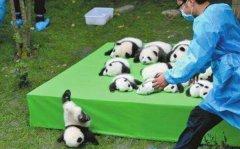 全世界惟有中国有大熊猫吗？缘故是什么呢？
