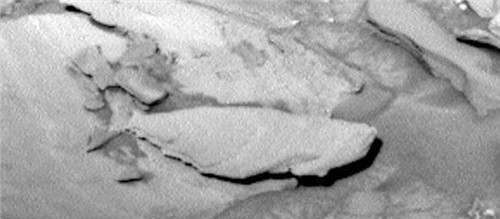 火星上再次被拍到鱼化石 莫非火星上果然有生物吗