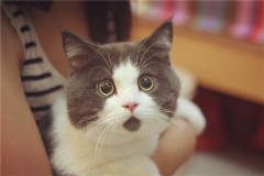 黄油猫悖论：绑着黄油的猫咪长久着没有了地_无法实行