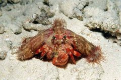 借居蟹和海葵是什么闭系?海葵刺细胞维护借居蟹_同生者