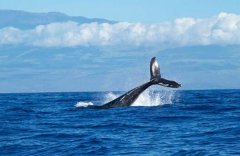 52hz的鲸鱼什么道理 这是世界上最孤立的鲸鱼