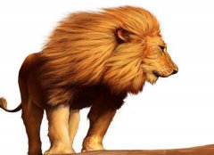狮子是什么动物典型 它被称为是丛林的百兽之王