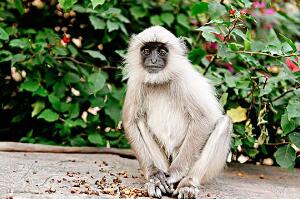 灰叶猴是几级保护动物：一级（全身灰毛/生活在中国云南）