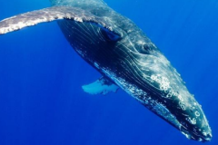 鲸的祖先是什么动物?外形酷似狗_被迫下海觅食