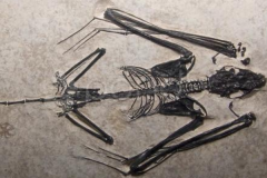 蝙蝠的祖先是什么动物?最古老飞行哺乳类_仅14厘米长
