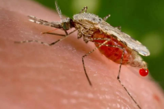 蚊子的祖先是什么动物?似蜻蜓般大小_是蚊子的3倍