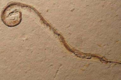 蛇的祖先是什么动物?长有2厘米腿_蜥蜴和蛇的过渡种