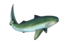 鲨鱼的祖先是什么动物?诞生于4亿年前_体长仅1米