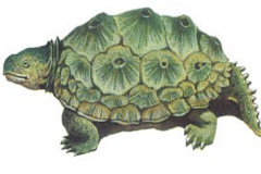 乌龟的祖先是什么动物?身体无法缩入壳内_背部长骨突