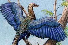 鸟的祖先是什么动物?全身长满羽毛_能滑翔或低飞