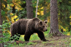棕熊：陆地上第二重肉食动物，超老虎2倍_800公斤