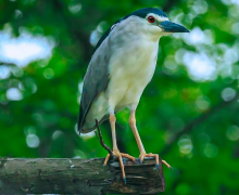 棕夜鹭：鸟类夜行者，全年繁殖_六大生态类群之一
