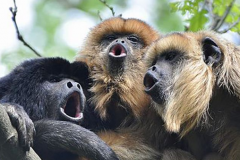 鬃毛吼猴：中美洲最大猴子，以叶子为食_三色视觉