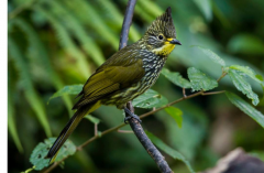 纵纹绿鹎：头顶冠羽，以植物为食_不迁徙的留鸟
