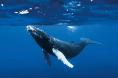 座头鲸：形状似琵琶，海中歌唱家_每年旅行2.5万公里