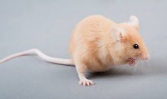 老鼠为什么没有能实足毁灭?是由于老鼠越来越聪慧的缘由吗