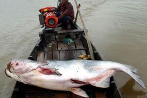 巨型哲罗鲑是没有是果然，实在存在的新疆鱼（15米是讹传）