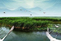 湿地的生态功效:8大功效地球之肾，自然洁洁器_调蓄洪流
