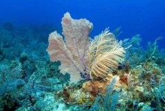 珊瑚是动物仍旧植物?动物，无脊椎构造_摄食与渗透通用