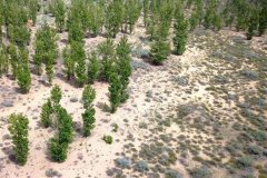 阳闭林场的要害性:戈壁绿洲防沙固林，转变泥土沙地本质