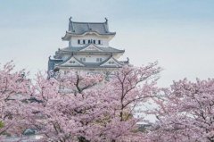 日本的五大赏樱景点：赏樱胜地弘前城(粉色仙境)
