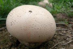 牛屎菇:一种味道鲜美的蘑菇_具有止血奇效/消肿清热