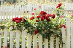 蔷薇花的花语和传说 代表着纯洁美好的爱情_花语是爱的思念