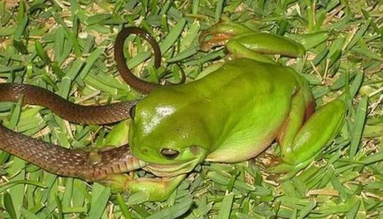 你睹过“烟蛙吃蛇”吗？