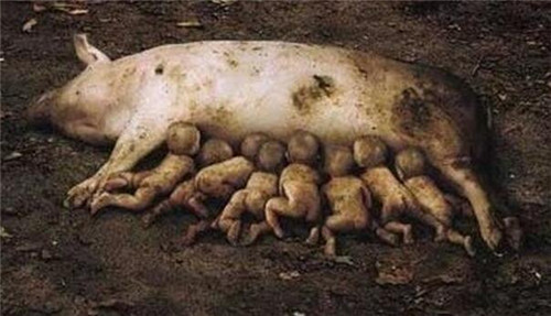 云南母猪产下8名男婴是果然吗 揭秘母猪产男婴背地的究竟