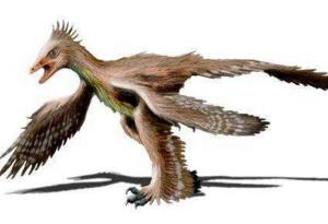 世上常睹的奇禽四翼鸟，长四只党羽形状似恐龙