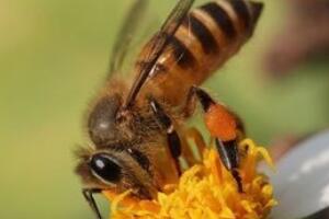 僵尸蜜蜂侵蚀美国，蜜蜂被吃空内脏/如共僵尸样酒囊饭袋