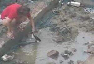 北京男女水坑虐猫事变，屡次举起猫往水坑里摔_残酷极端
