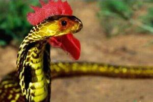 鸡冠蛇果然存在吗，传奇中的蛇精/虎斑颈槽蛇_图片