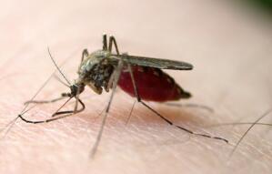 蚊子的寿命有多长，最多不妨活四个月_3到7天是假的